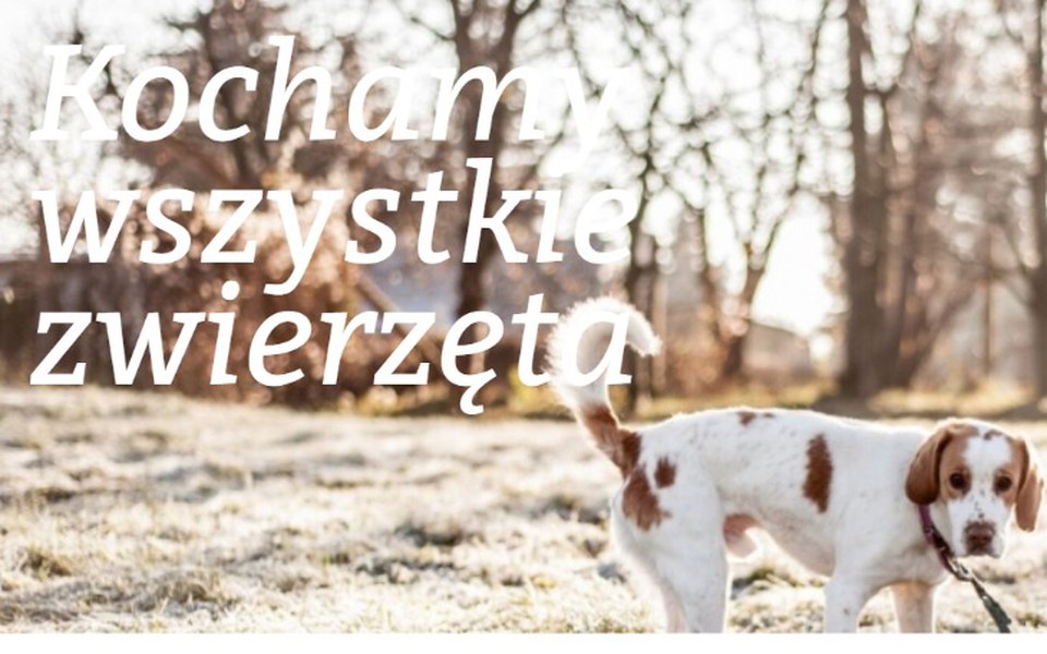 Zbiórka Schronisko w Starogardzie Gdańsk - zdjęcie główne