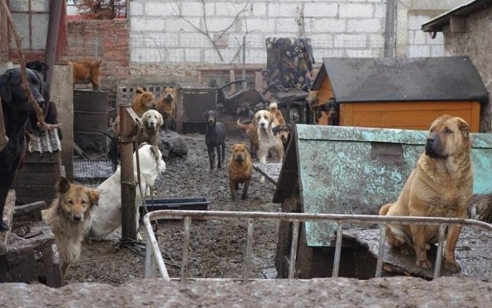 
        Zbiórka Pomóż zwierzętom przeżyć - zdjęcie główne
    