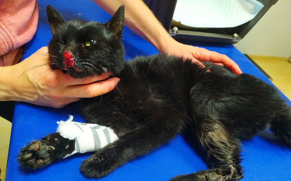 
        Zbiórka Uratujmy życie Pinokia - zdjęcie główne
    