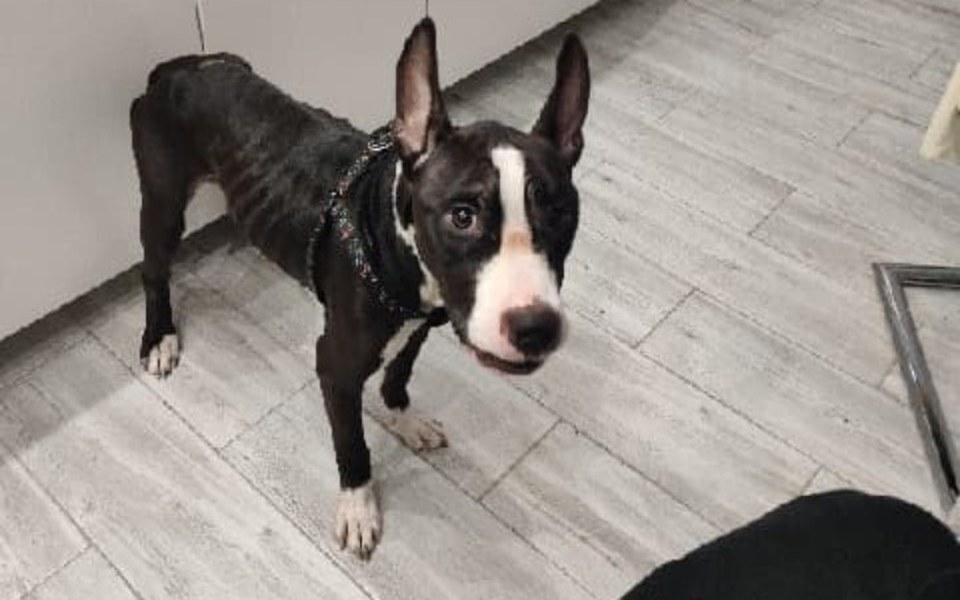 
        Zbiórka Zagłodzony Amstaff - zdjęcie główne
    