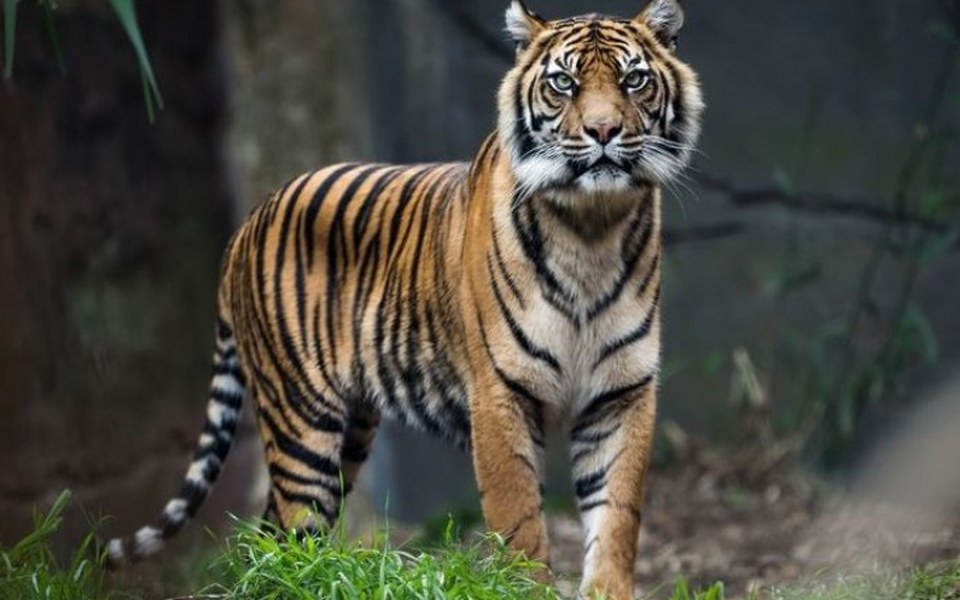 
        Zbiórka Uratujmy wspólnie tygrysy - zdjęcie główne
    