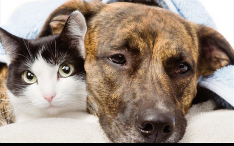 
        Zbiórka Zwierząt schroniska - zdjęcie główne
    