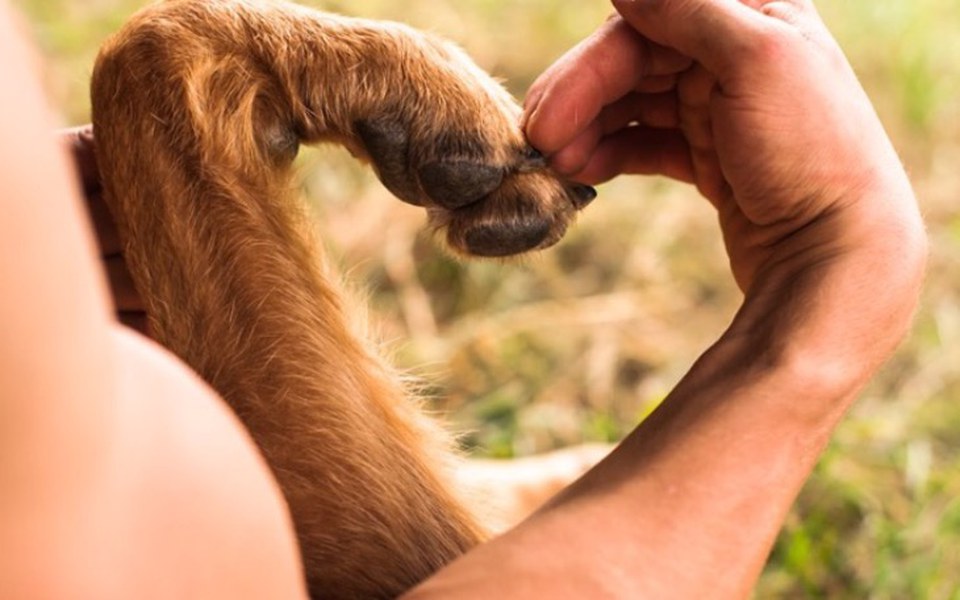 
        Zbiórka pomoc dla zwierzaczków - zdjęcie główne
    