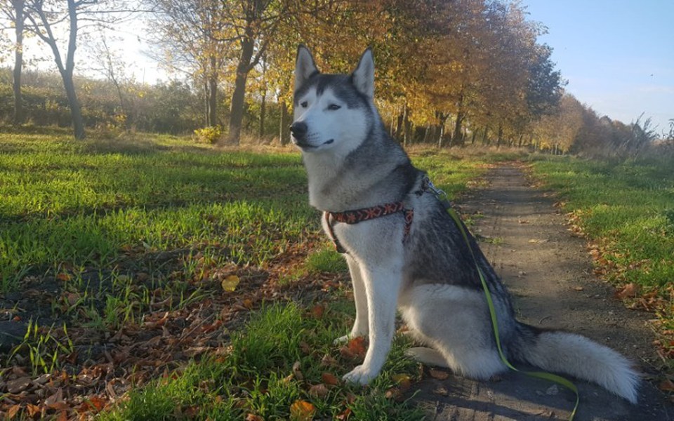 
        Zbiórka Alba operacja i rehabilitacja - zdjęcie główne
    