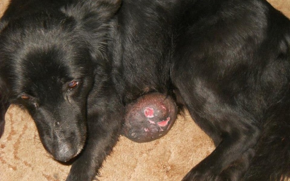 
        Zbiórka Operacja dla Krzysia - zdjęcie główne
    