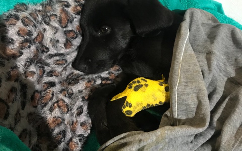 
        Zbiórka Parwowiroza u Ogiego - leczenie - zdjęcie główne
    