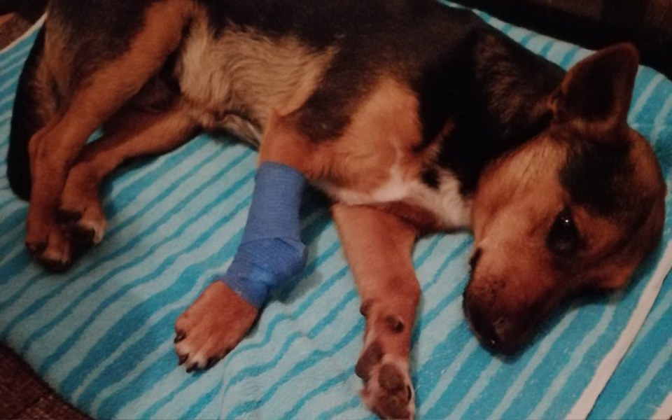 
        Zbiórka Leczenie pieska Odiego - zdjęcie główne
    