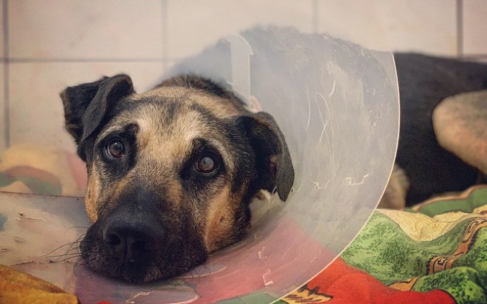 Zbiórka Walenty-ostatnia szansa - zdjęcie główne