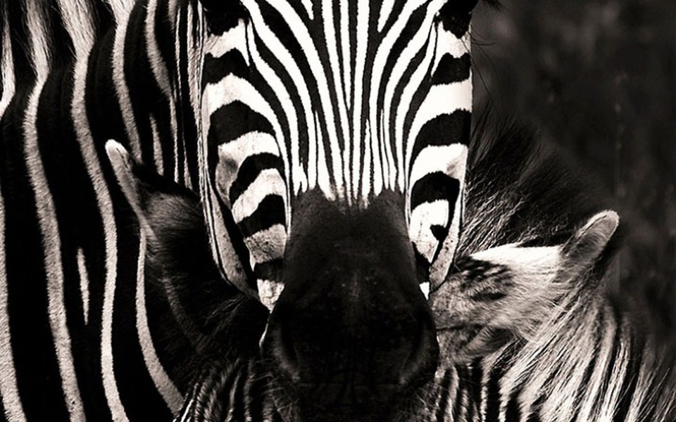 
        Zbiórka Pomagam ludziom - zdjęcie główne
    