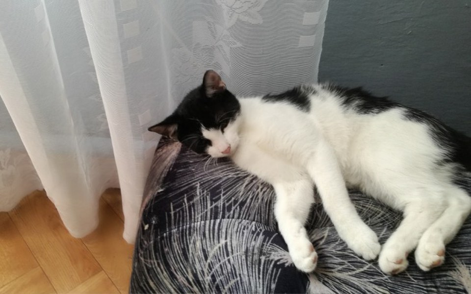 
        Zbiórka Na jedzenie dla mojego kotka - zdjęcie główne
    