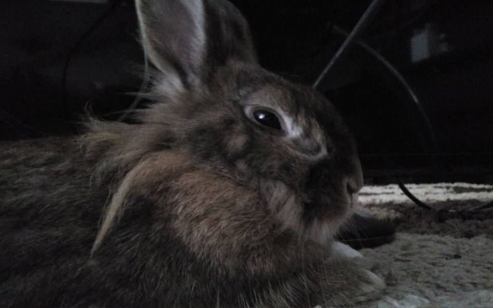 
        Zbiórka Ratunek dla królika - zdjęcie główne
    