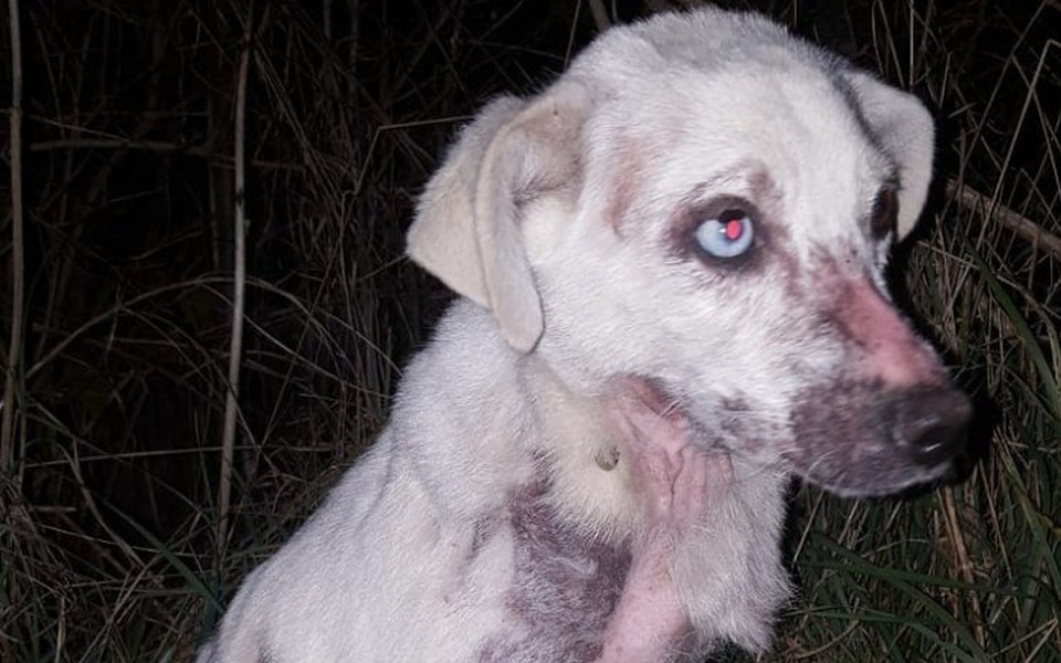 
        Zbiórka Transport suni z pola do Lublina - zdjęcie główne
    