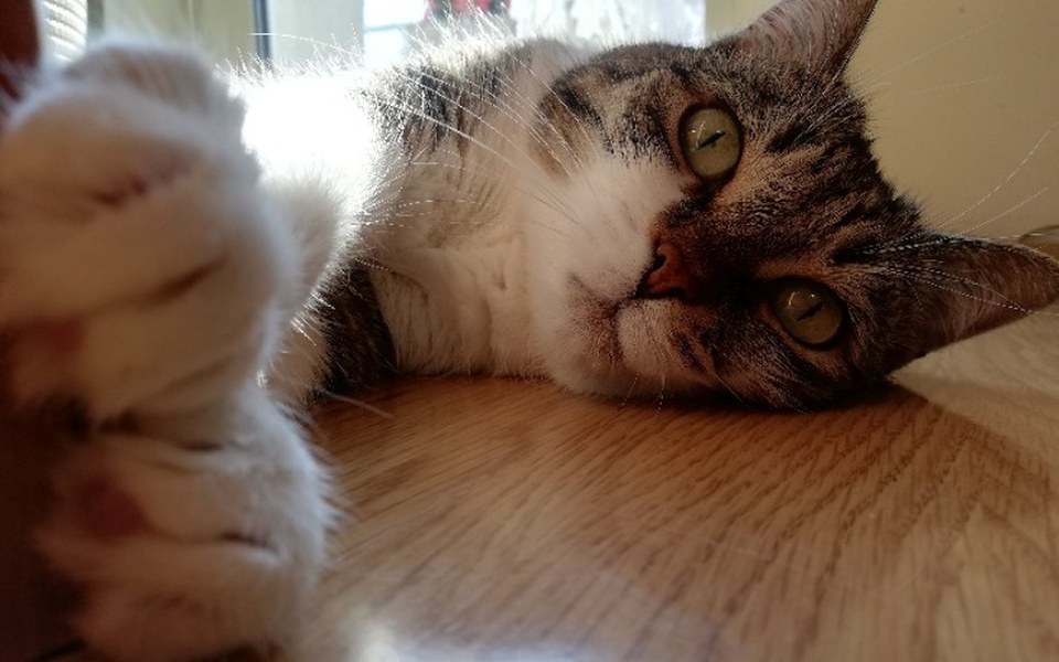 
        Zbiórka Zbiórka dla Klarci - zdjęcie główne
    