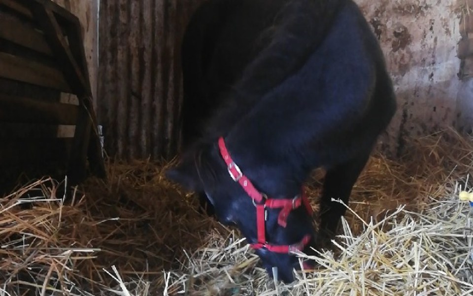 
        Zbiórka Birka prosi o grosik na kopytka. - zdjęcie główne
    