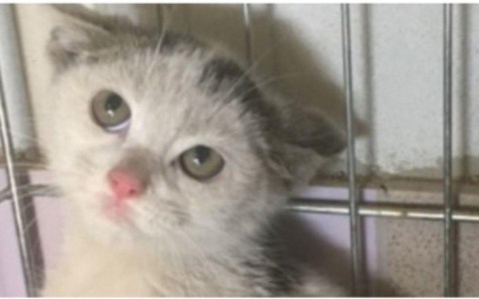 
        Zbiórka Pomóżcie mi ją nakarmić wyleczyc - zdjęcie główne
    