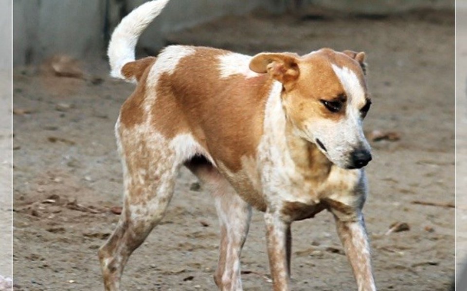 
        Zbiórka Słomka prosi o 600zł - zdjęcie główne
    