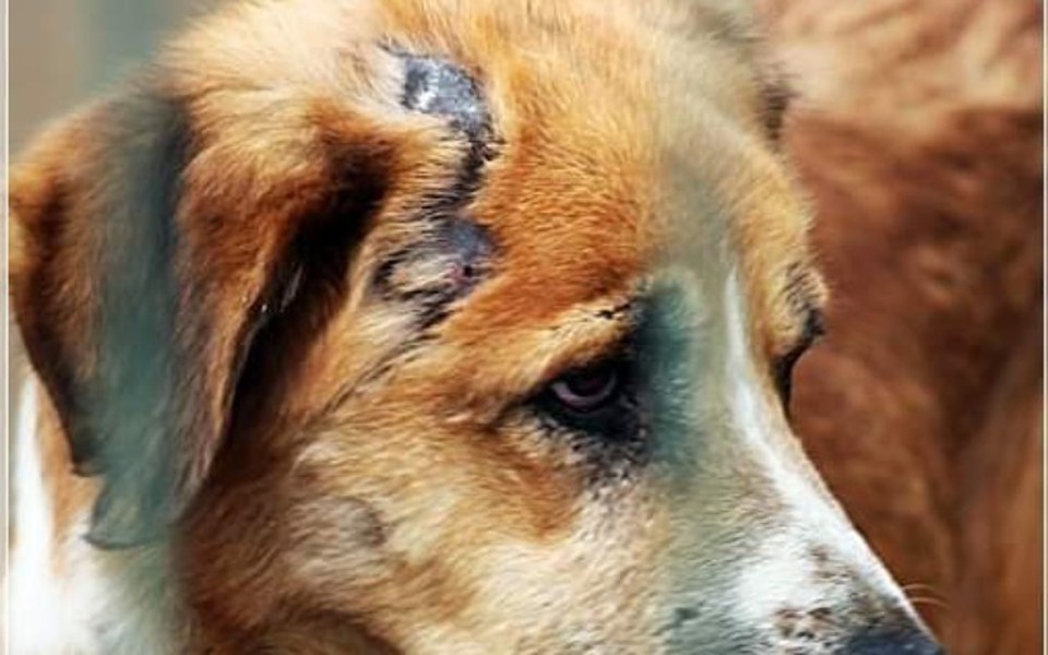 
        Zbiórka Oliwer - pogryziony,zrezygnowany - zdjęcie główne
    