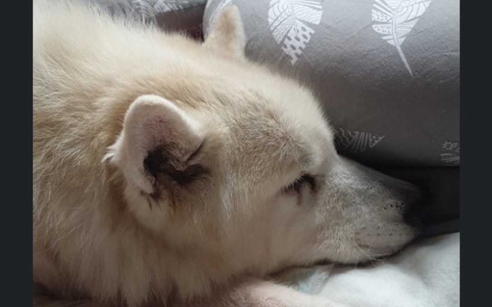 
        Zbiórka Pomoc dla Jumpiego - zdjęcie główne
    