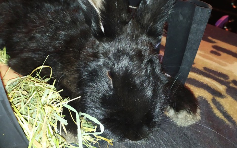 
        Zbiórka Rehabilitacja dla Kicusi - zdjęcie główne
    