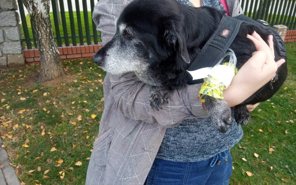 Zbiórka Ratunek dla życia - zdjęcie główne