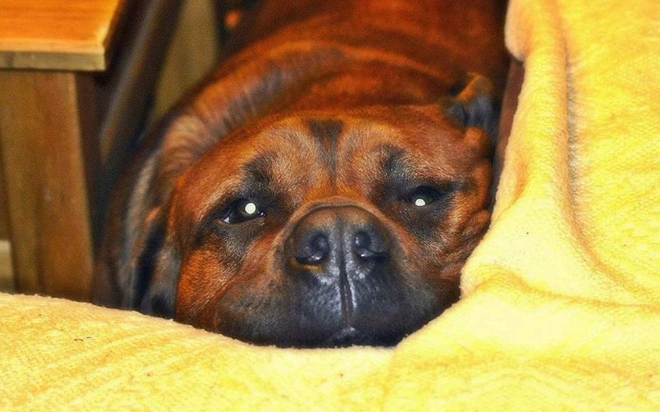 
        Zbiórka Na Tobiaszka i Przytulisko - zdjęcie główne
    