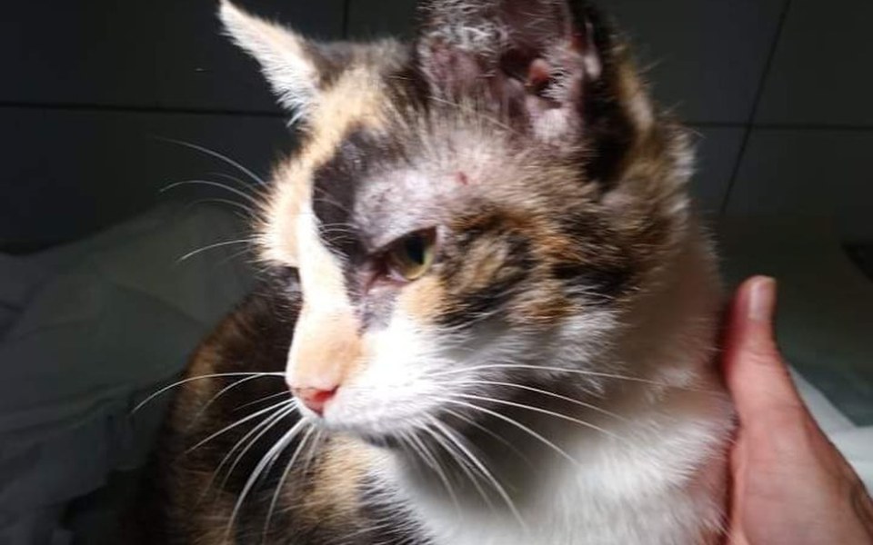 
        Zbiórka Uratujmy uszka i zdrowie Miłki - zdjęcie główne
    