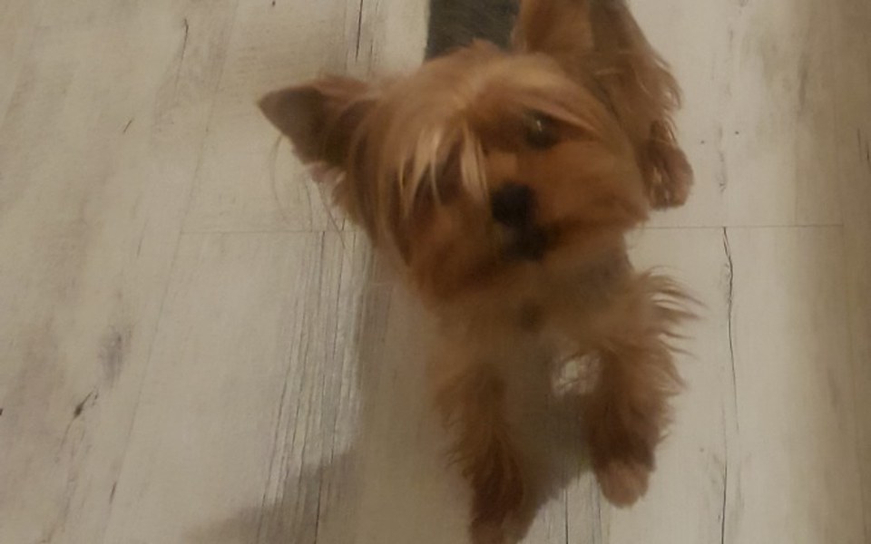 
        Zbiórka Pieskie zycie - zdjęcie główne
    