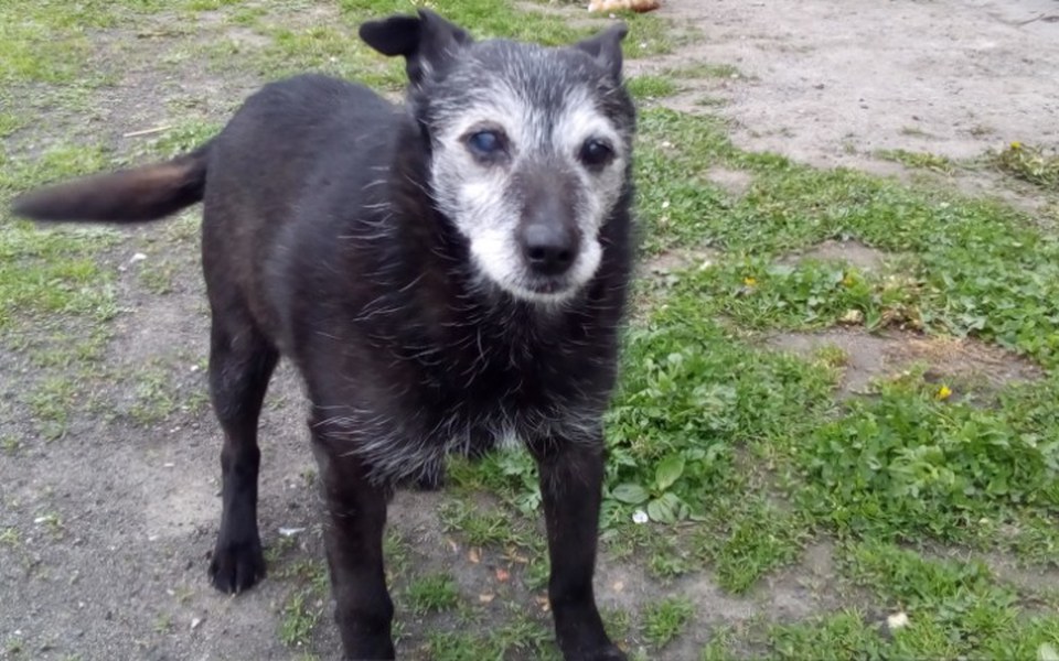 
        Zbiórka Starszy chory Przyjaciel REKSIO - zdjęcie główne
    