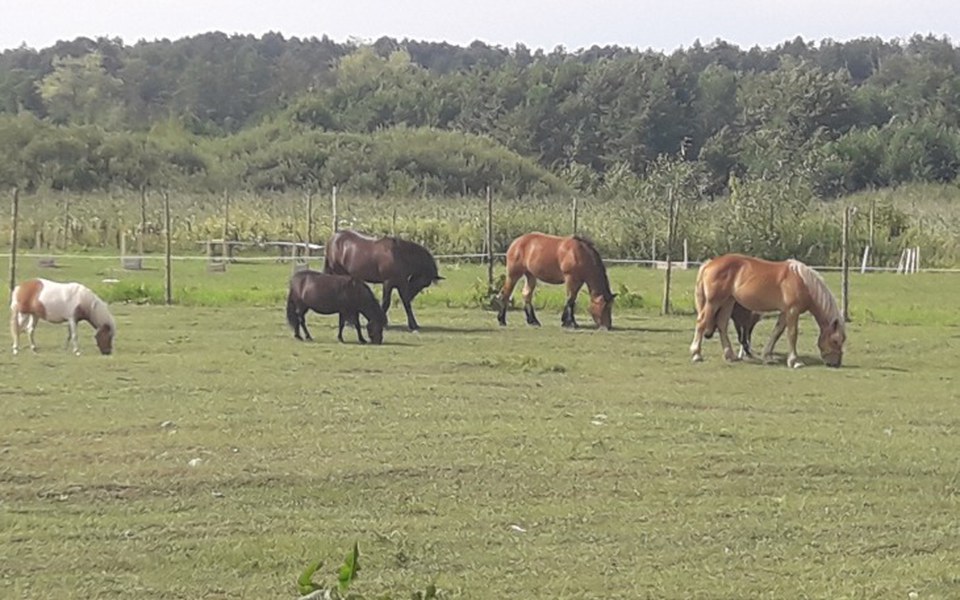 
        Zbiórka Ratuj konie razem ze mną. - zdjęcie główne
    