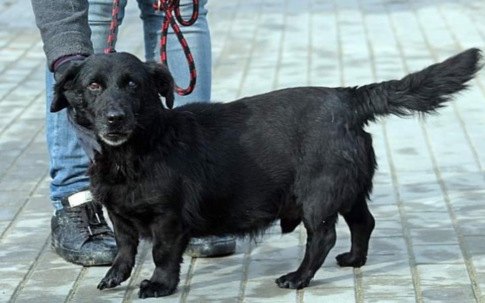 
        Zbiórka Bilet z Radys dla Kleksa - zdjęcie główne
    