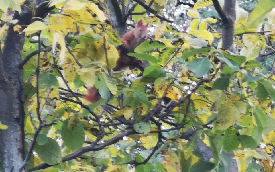 
        Zbiórka Nowy piec do mieszkania - zdjęcie główne
    