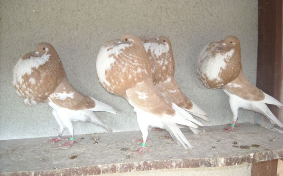 
        Zbiórka Zbieram na gołębie - zdjęcie główne
    