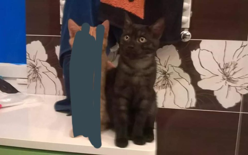 
        Zbiórka Operacje oka i żuchwy kotki - zdjęcie główne
    