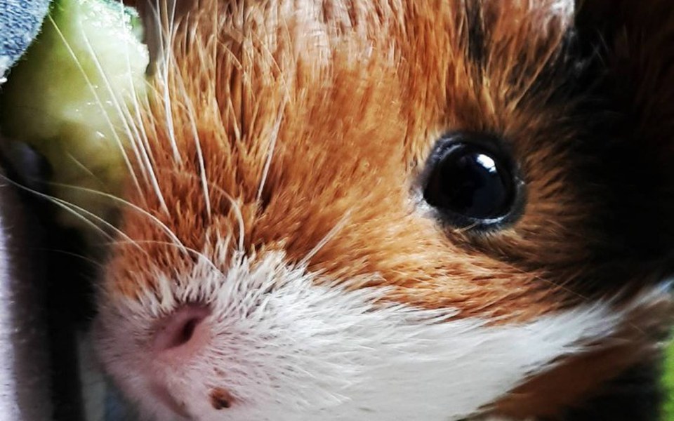 
        Zbiórka Leczenie Bolka - zdjęcie główne
    