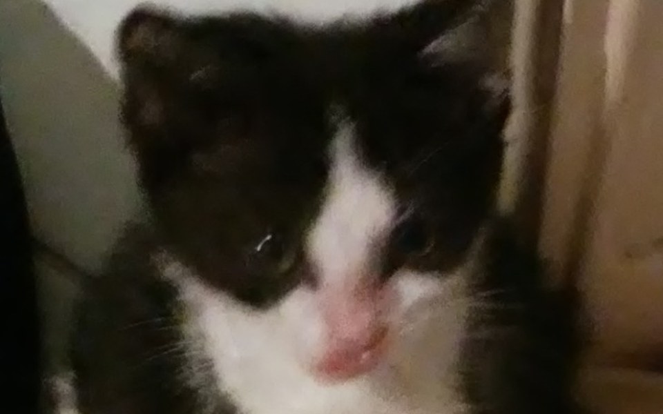 
        Zbiórka Leczenie, utrzymanie kociąt w DT - zdjęcie główne
    