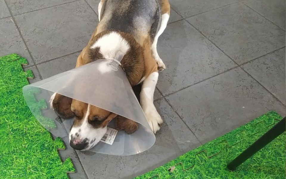 
        Zbiórka Rehabilitacja dla Rysia - zdjęcie główne
    