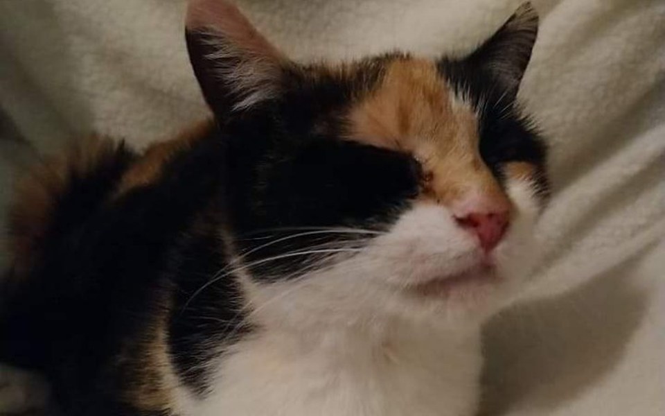 
        Zbiórka Błagam, pomóżcie uratować Miłkę - zdjęcie główne
    