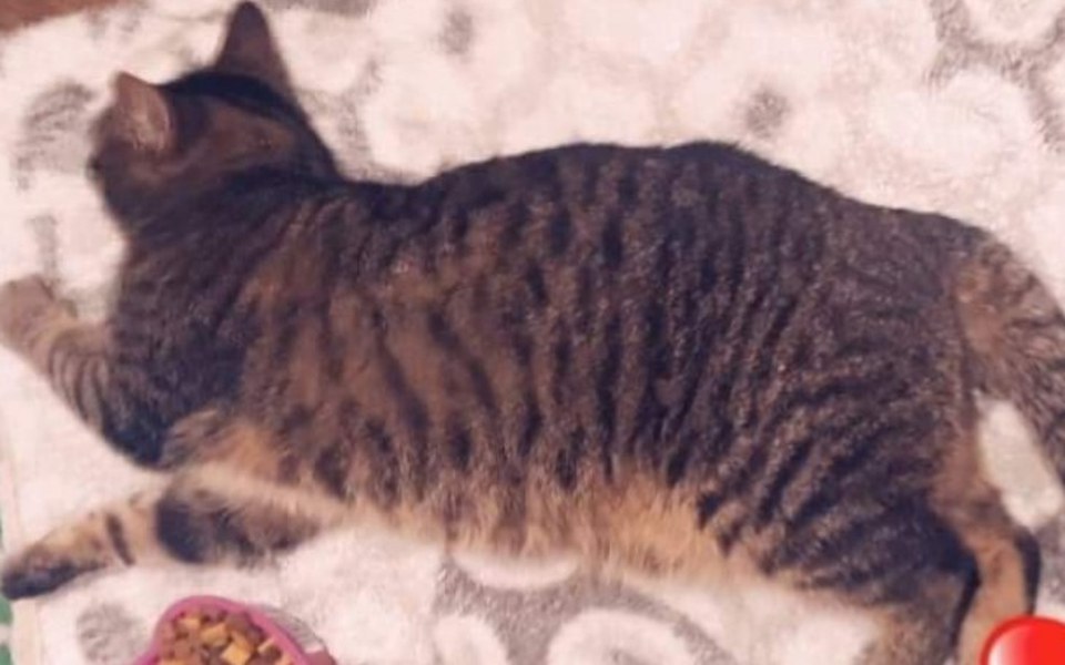 
        Zbiórka Mephisto prosi o pomoc - zdjęcie główne
    