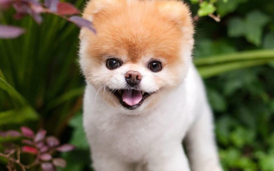 
        Zbiórka Schronisko dla zwierzatek - zdjęcie główne
    