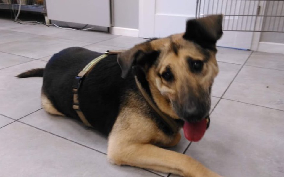 
        Zbiórka Ratujemy Arę - POMOCY - zdjęcie główne
    