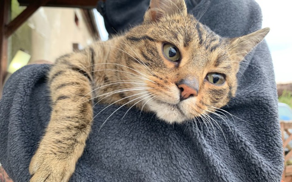 
        Zbiórka Na weterynarza i opiekę znajdy - zdjęcie główne
    