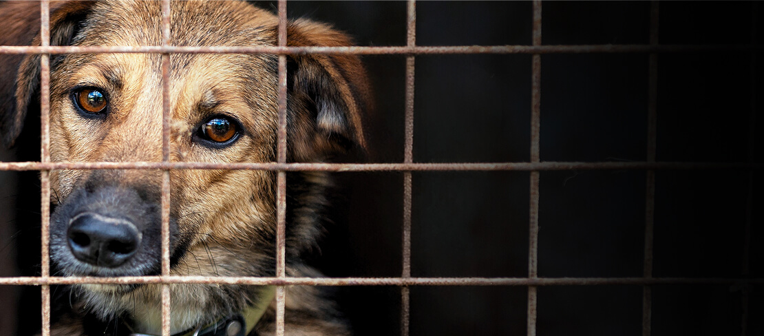 Przekaż 1,5% podatku