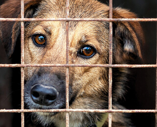 Przekaż 1,5% podatku