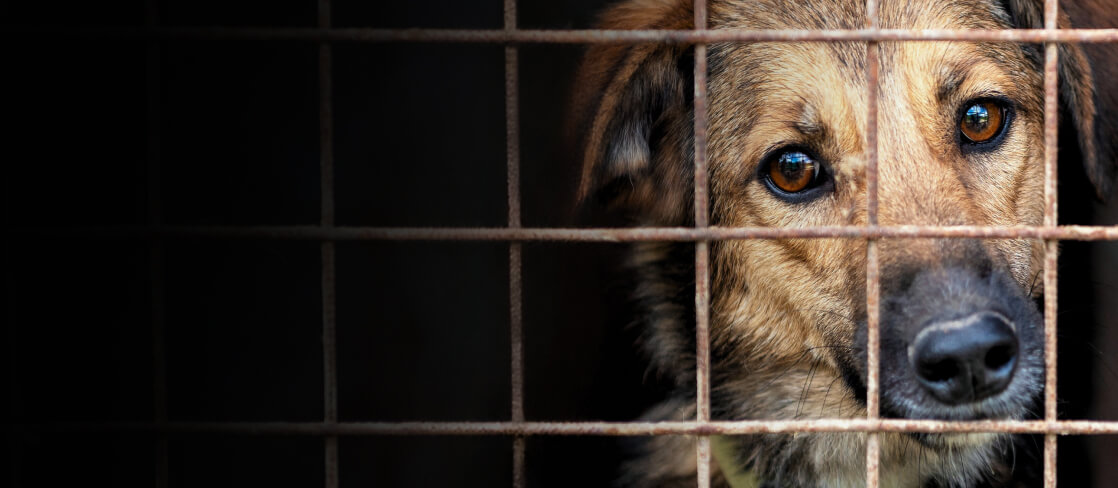 Przekaż 1,5% podatku